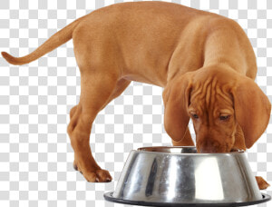 Dog Food Png   Dog Eating Food Cartoon  Transparent Png