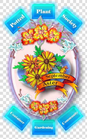 September Aster  HD Png Download