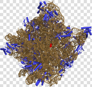 Ribosomal Rna Png  Transparent Png