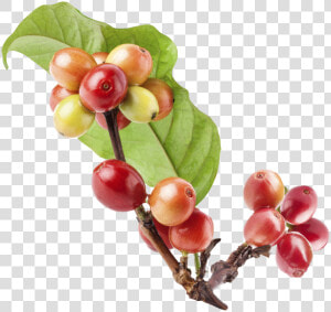 Fruto De Cafe Sin Fondo  HD Png Download