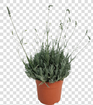 Flowerpot   Png Download   Dianthus  Transparent Png