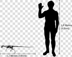 Human heterodontosaurus Size Comparison   Cat Size Compared To Human  HD Png Download