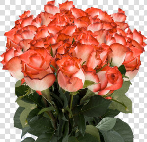 Order Long Stem White Roses With Dark Pink Tips   Orange Colour Rose Flowers  HD Png Download