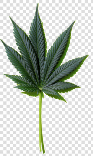 Leaf Image Free To   Transparent Cannabis Leaf Pattern  HD Png Download