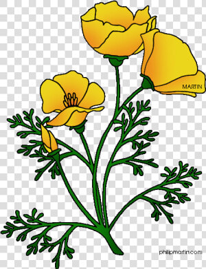 Botanical Drawing California Poppy   California Poppy Flower Clip Art  HD Png Download