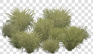 Marramgrass Aves   Marram Grass Png  Transparent Png