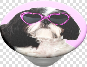 Sassy Shih Tzu  Popsockets   Popsockets  HD Png Download