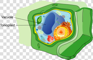 Vacuole Structure  HD Png Download