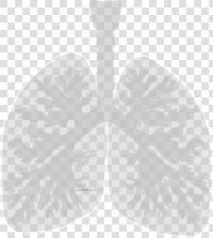 Lungs Clip Art  HD Png Download