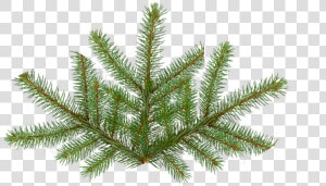 Pine Tree Texture Png   Fir Tree Leaf Png  Transparent Png