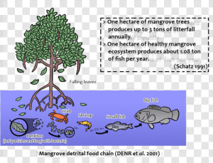 Importance Of Mangroves For Fish  HD Png Download