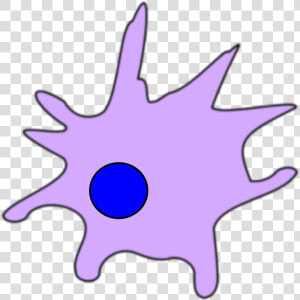 Dendritic Cell Clip Art At Clker   Dendritic Cell Clip Art  HD Png Download