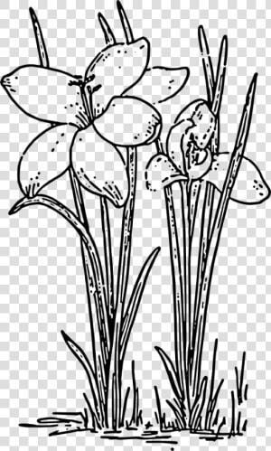 Crocus 3 Coloring Book Colouring Black White Line Art   Plants And Flowers Clipart Black And White  HD Png Download