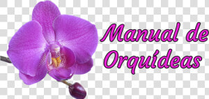 Manual De Orquídeas   St Louis Cardinals Blue  HD Png Download