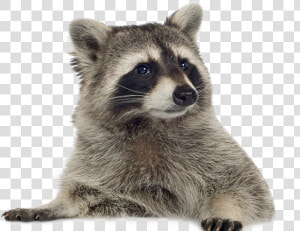 Raccoon Png Transparent Images   Transparent Background Raccoon Png  Png Download