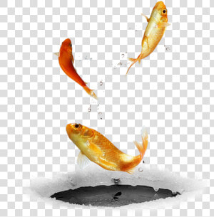  ftestickers  fish fishes  goldfish  jumping  freetoedit   Bird Diving In Water  HD Png Download