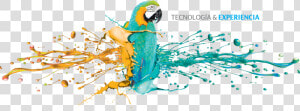 Transparent Guacamaya Png   Editorial Sur Guatemala  Png Download