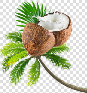 Coconut Tree Transparent Image   Beach Coconut Tree Png  Png Download