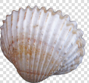 Creative Seashells Png Download  Transparent Png