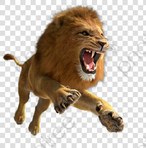 Lion Png Format Category   Lion Png  Transparent Png