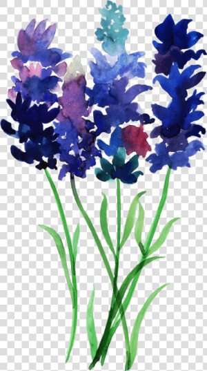 Bluebonnet  HD Png Download