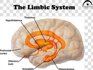 Trauma Ppt Slide 8   Prefrontal Cortex Amygdala Hippocampus Hypothalamus  HD Png Download