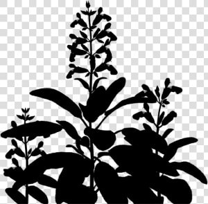 Flowering Leaf Plant Stem Download Free Image Clipart   Plant Silhouette Transparent  HD Png Download