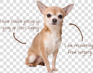 Littles Joint   Asthma Hound Chihuahua  HD Png Download