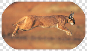 Caracal Animal   Png Download   Caracal Hd  Transparent Png