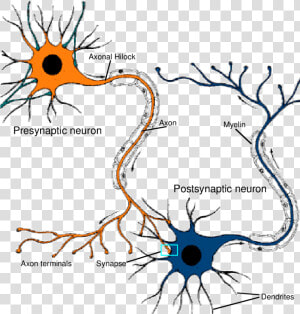 Transparent Connected Png   Neurons Connected To Each Other  Png Download