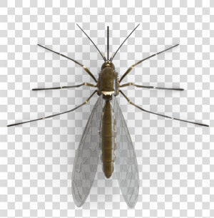  bug  wings  mosquito  freetoedit   Net winged Insects  HD Png Download