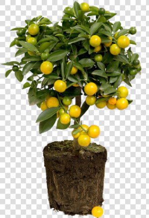 Lemon Tree   Citrus Limon Png  Transparent Png