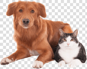 Dog And Cat   Mascota Veterinaria Png  Transparent Png