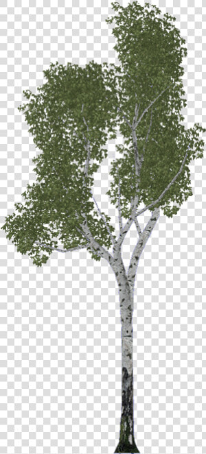 Birch   River Birch  HD Png Download