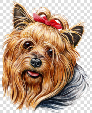 Cute Yorkie  HD Png Download