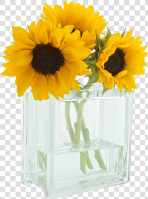 You Are My Sunshine   3 Sunflowers In A Vase  HD Png Download