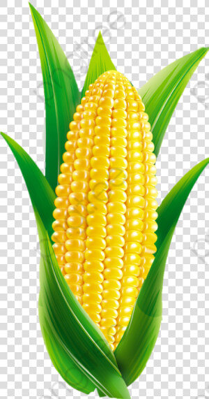 Transparent Maize Clipart   Cartoon Corn Png  Png Download