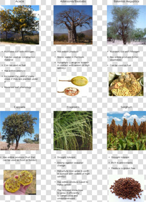 Desert Vegetation   Useful Plants For Environment  HD Png Download