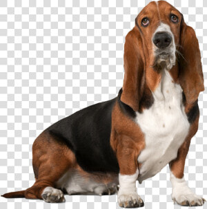 Basset Hound  HD Png Download