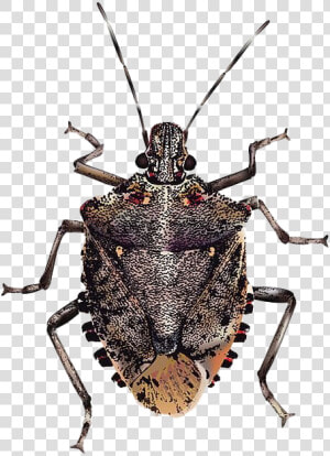 True Bug Insect Png Image   Brown Marmorated Stink Bug Png  Transparent Png