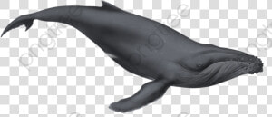 Transparent Whale Clipart Black And White   Humpback Whale Transparent Background  HD Png Download