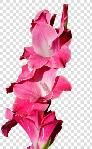 Gladiolus  Gladidus  Butterfly Greenhouse  Sword Flower   Gladiolo Png  Transparent Png