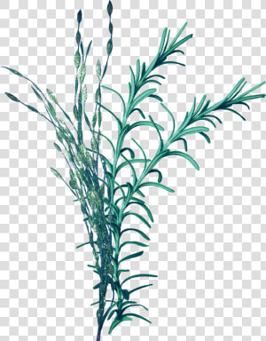  mq  seagrass  sea  leaf  leafs  water  nature  aqua   Ocean Plant Png  Transparent Png