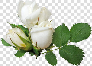 White Rose Png Image  Flower White Rose Png Picture   White Roses Transparent Background  Png Download