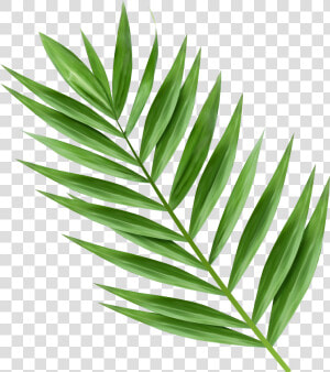 5357 X 6000 14   Png Palm Tree Leaves  Transparent Png