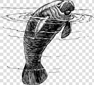 Line Art coloring Book fish   Manatee Black And White  HD Png Download