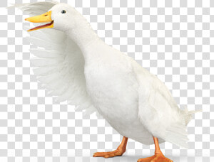 Aflac Duck Png  Transparent Png