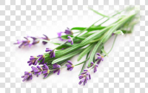 Lavender   Essential Oil Lavender Png  Transparent Png