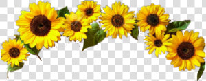  girasol   Stickers De Girasol Picsart  HD Png Download