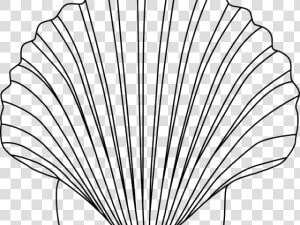 Shell Clipart Small Shell   Free Seashell Clipart Black And White  HD Png Download